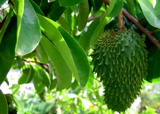 🌱 Soursop Seeds – Fresh, Viable & Ready for Planting ( Ceylon Original 100% ) 100g