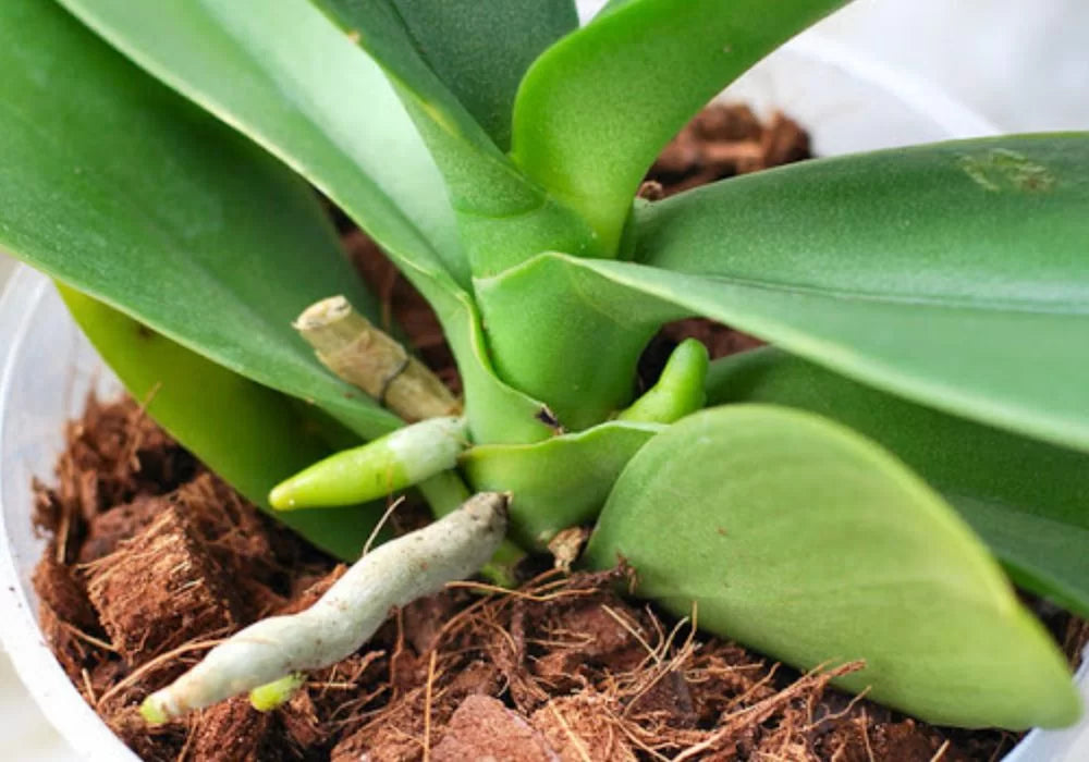 Coconut Husk Chips – Natural, Durable & Perfect for Gardening and Multi-Purpose Use ( Ceylon Original 100% ) 1kg