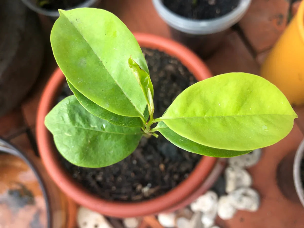 🌱 Soursop Seeds – Fresh, Viable & Ready for Planting ( Ceylon Original 100% ) 100g