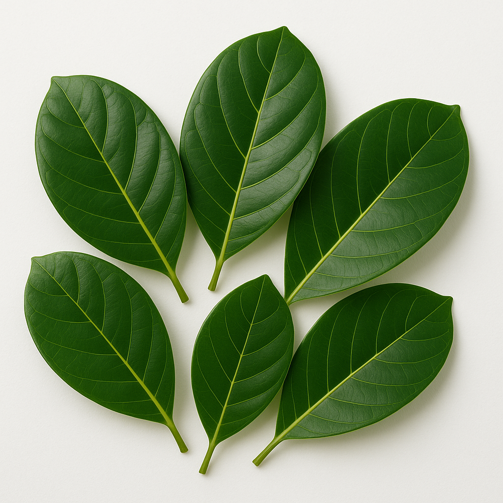 🍃 Dried Jackfruit Leaves – Natural, Long-Lasting & Multi-Purpose ( Ceylon Original 100% ) 100g