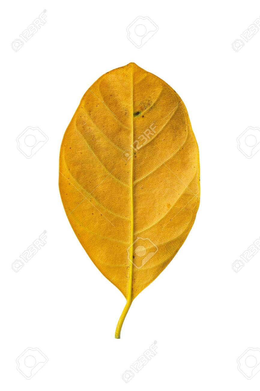 🍃 Dried Jackfruit Leaves – Natural, Long-Lasting & Multi-Purpose ( Ceylon Original 100% ) 100g