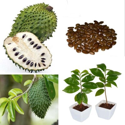 🌱 Soursop Seeds – Fresh, Viable & Ready for Planting ( Ceylon Original 100% ) 100g