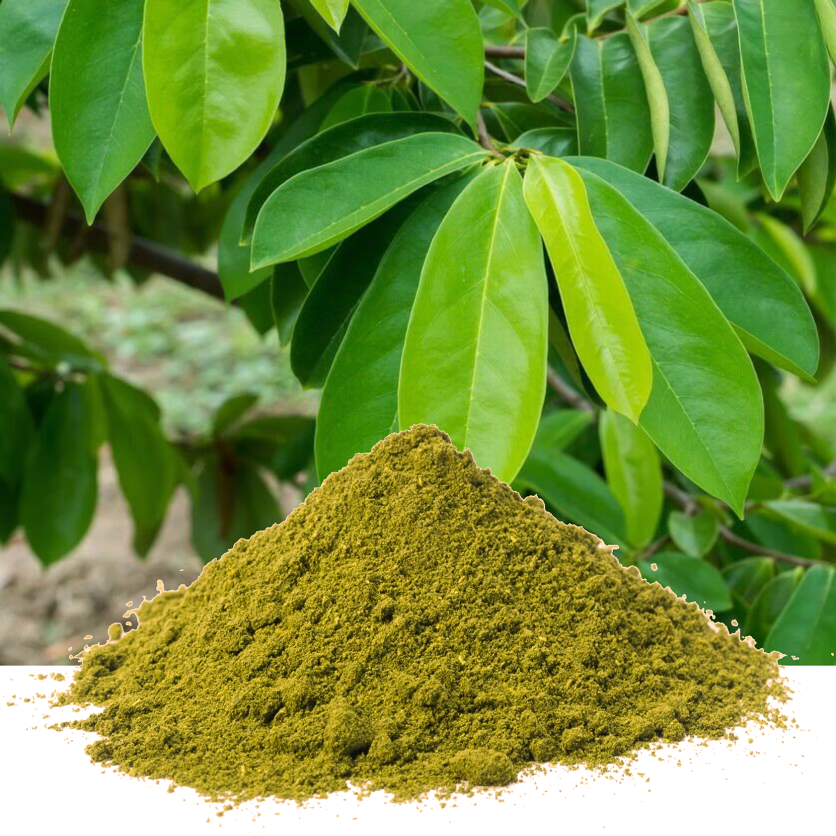 💚 Dried & Grinded Soursop Leaves – Pure, Potent & Ready to Use Herbal Powder ( Ceylon Original 100% ) 100g